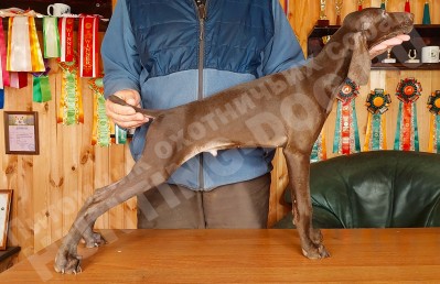 Щенок курцхаар